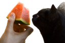Cat Melon E emoji