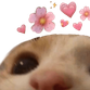 Adore Cat emoji