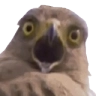 Birdywat emoji maker