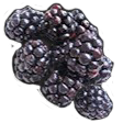 Blackberries emoji maker