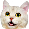 Shared source: a white cat with yellow eyes and an open mouth