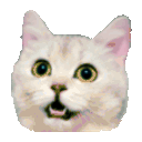 Resized celebrate cat animation