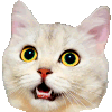 Original: animated white cat moving its head