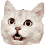 Smallest sample: animated white cat moving its head