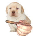 Bluntdogq emoji maker