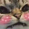 Blushycatq emoji