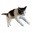 Cat Hopq emoji