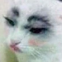 Cat Introspective emoji