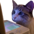 Catcompq emoji