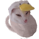 Catduckkkk emoji