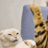 Cathitcat0 emoji