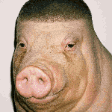 The generated blobfish-stare animated emoji