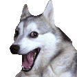 The generated happy-husky animated emoji