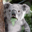 The generated koala-leaf animated emoji