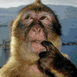 The generated monkey-thinking animated emoji
