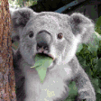 The generated koala-leaf animated emoji